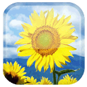 Sunflower APK